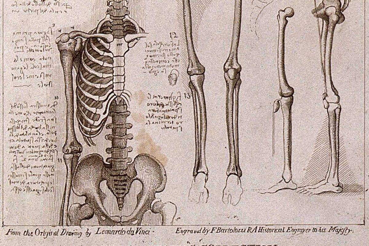 Grabado del esqueleto humano a partir de un original de Leonardo Da Vinci (ILUSTRACIÓN: Wellcome Collection).